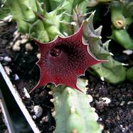 Huernia macrocapra Huernia (Гуэрния)