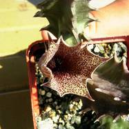 Huernia levyi (?) Huernia (Гуэрния)