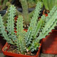 Huernia sp.  Huernia (Гуэрния)
