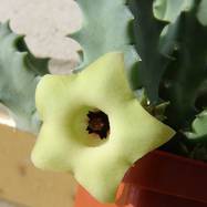 Huernia sp.Pavelka IB10815 (bayeri?) Huernia (Гуэрния)