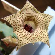 Huernia sp. Pavelka 10817 Huernia (Гуэрния)