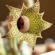 Huernia sp. Pavelka 108546 Huernia (Гуэрния)