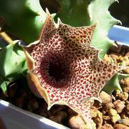 Huernia sp. Pavelka 1522 Huernia (Гуэрния)