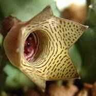 Huernia sp. Pavelka 1603 Huernia (Гуэрния)