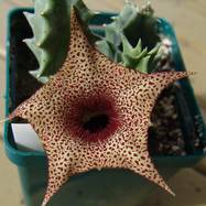 Huernia sp. Pavelka 2241 Huernia (Гуэрния)