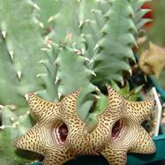 Huernia thuretii Cels. Huernia (Гуэрния)