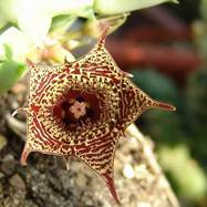 Huernia transvaalensis Huernia (Гуэрния)