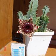 Huernia zebrina Huernia (Гуэрния)