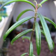 Kalanchoe beauverdii Kalanchoe (Каланхоэ)