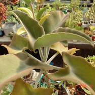 Kalanchoe beharensis v.aureo-aeneus Kalanchoe (Каланхоэ)