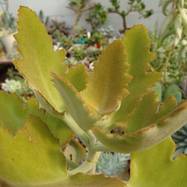 Kalanchoe beharensis cv.'Roseleaf' Kalanchoe (Каланхоэ)