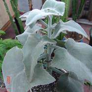 Kalanchoe beharensis Kalanchoe (Каланхоэ)