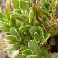 Kalanchoe blossfeldii var.variegata Kalanchoe (Каланхоэ)