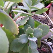 Kalanchoe fedtschenkoi Kalanchoe (Каланхоэ)