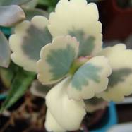 Kalanchoe fedtschenkoi var.variegata Kalanchoe (Каланхоэ)