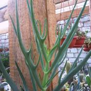Kalanchoe kevensis Kalanchoe (Каланхоэ)