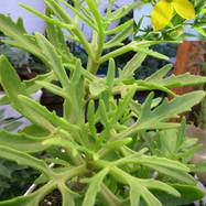 Kalanchoe laciniata Kalanchoe (Каланхоэ)