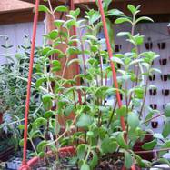 Kalanchoe mangini Kalanchoe (Каланхоэ)