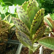 Kalanchoe marmorata Kalanchoe (Каланхоэ)