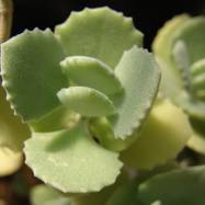 Kalanchoe millotii Kalanchoe (Каланхоэ)
