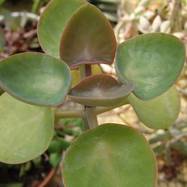 Kalanchoe nyikae Kalanchoe (Каланхоэ)