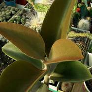 Kalanchoe orgyalis Kalanchoe (Каланхоэ)