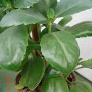 Kalanchoe pinnata Kalanchoe (Каланхоэ)