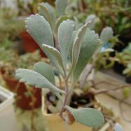 Kalanchoe pumila Kalanchoe (Каланхоэ)