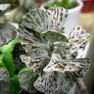 Kalanchoe rhombopilosa Kalanchoe (Каланхоэ)