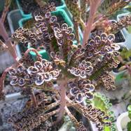 Bryophyllum serratum Kalanchoe (Каланхоэ)