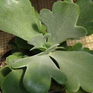 Kalanchoe hybrid Kalanchoe (Каланхоэ)