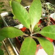 Kalanchoe sp. Kalanchoe (Каланхоэ)
