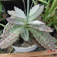 Kalanchoe sp. Kalanchoe (Каланхоэ)