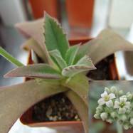 Echeveria Echeveria