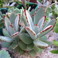 Kalanchoe tomentosa Kalanchoe (Каланхоэ)
