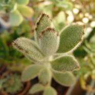 Kalanchoe tomentosa cv 'Super Fuzzy' Kalanchoe (Каланхоэ)