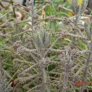 Bryophyllum tubiflorum Kalanchoe (Каланхоэ)