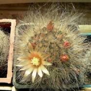 Mammillaria bocasana  Mammillaria