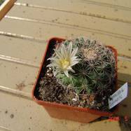 Mammillaria applanata  Mammillaria