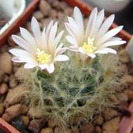 Mammillaria aureilanata  Mammillaria