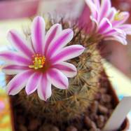 Mammillaria blossfeldiana  Mammillaria