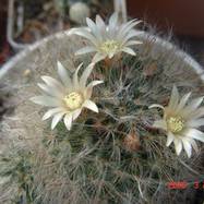 Mammillaria bocasana  Mammillaria