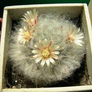 Mammillaria bocasana var.multilanata  Mammillaria