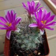 Mammillaria boolii  Mammillaria