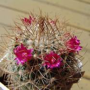 Mammillaria calacantha  Mammillaria