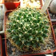 Mammillaria camptotricha var.curvispin Mammillaria