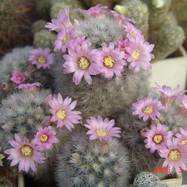 Mammillaria lauii var.dasiacantha  Mammillaria