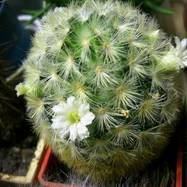 Mammillaria carmenae  Mammillaria