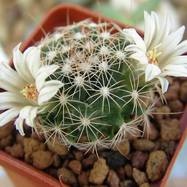 Mammillaria coahuilensis  Mammillaria