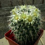 Mammillaria aff. collinsii  Mammillaria